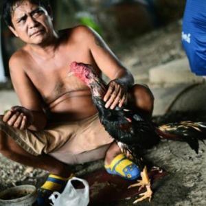 Cockfighting - Cultural Traditions and Impacts in Cambodia